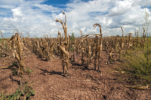 Linux Foundation’s Sustainability Project Leaders Reflect on Climate Change Challenges at COP27